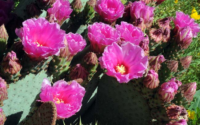 Adding to the beautiful flowers on the Beavertail Pricklypear cactus the anthers are yellowish, the styles white to pink and the filaments are red-magenta (difficult to see in photo). Opuntia basilaris